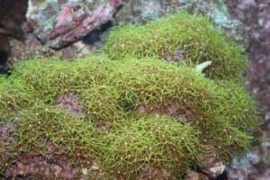 Pachyclavularia_violacea