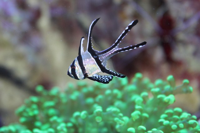 Banggai cardinalfish