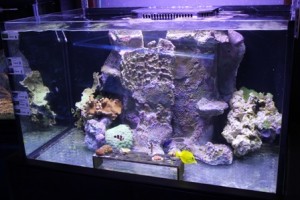 Reef Tank