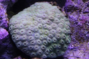 Favia coral