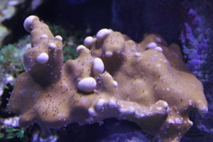 Millepora